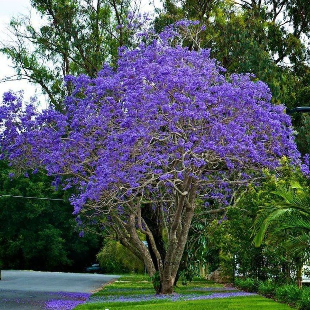 Blue Jacaranda (Jacaranda mimosifolia) is a subtropical tree known for its stunning lavender-blue trumpet-shaped flowers, creating a vibrant display in spring and early summer.