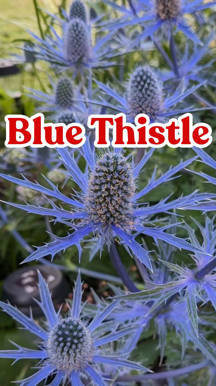 Blue Thistle