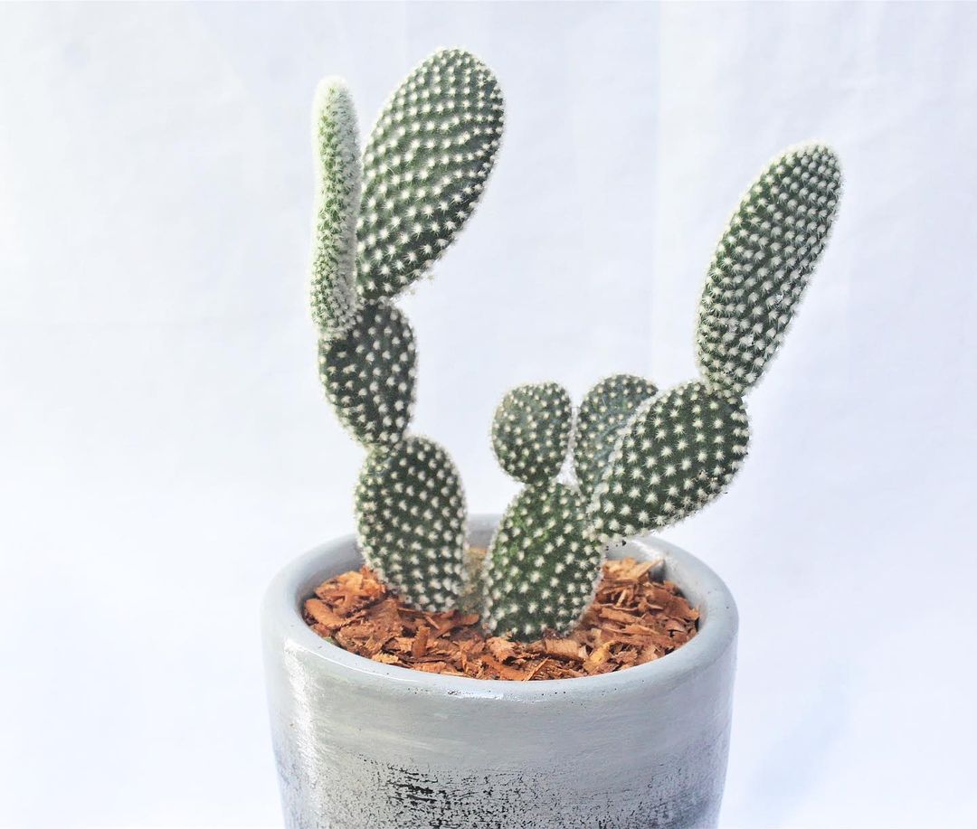 The Bunny Ears Cactus (Opuntia microdasys) is a distinctive cactus known for its flattened, paddle-shaped pads resembling bunny ears, often covered in small spines called glochids, and is popular for its unique appearance and low maintenance.