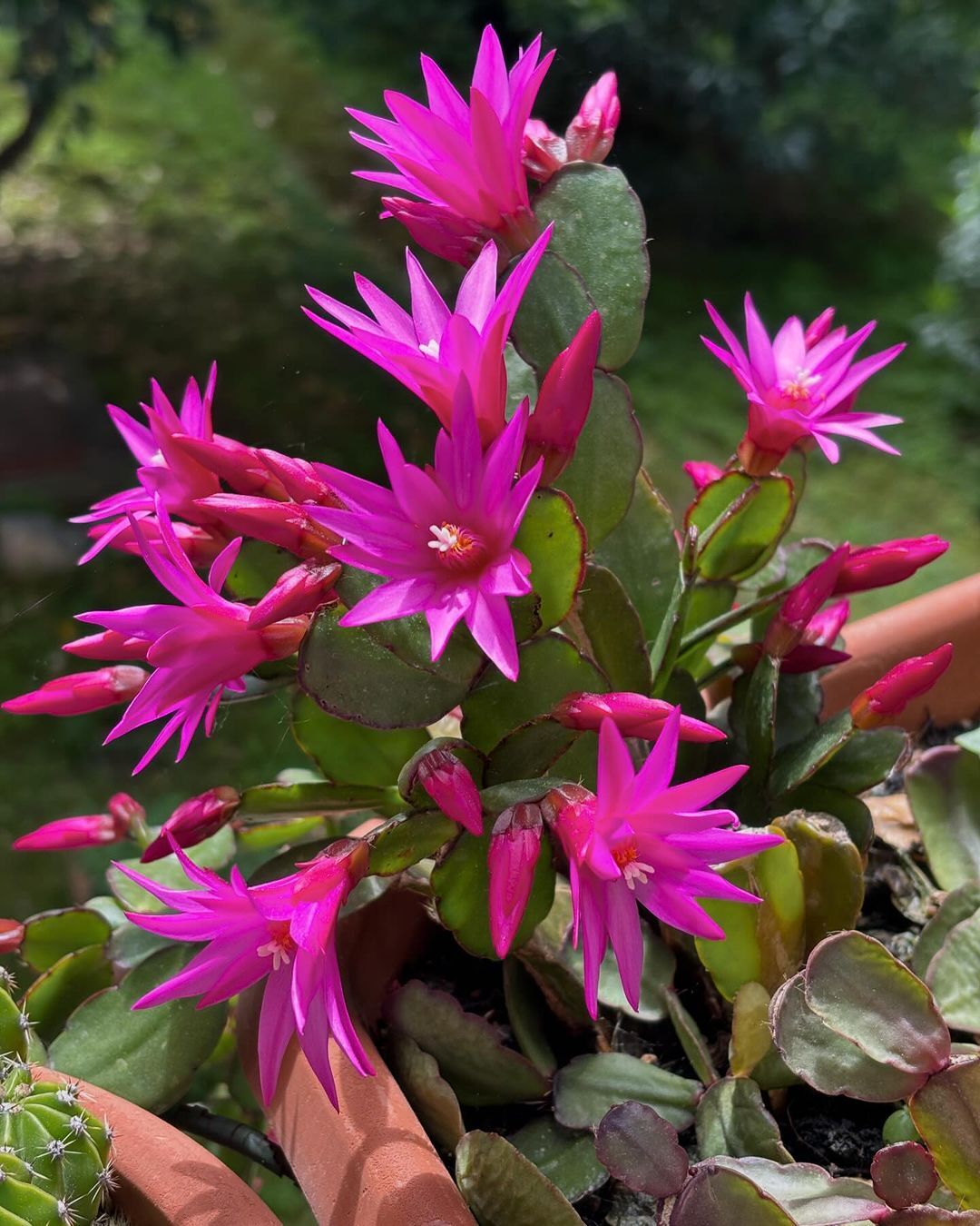 The Easter Cactus (Hatiora gaertneri) is a popular succulent known for its vibrant, tubular flowers that bloom in spring, typically in shades of pink, red, or white, making it a festive choice for seasonal displays.