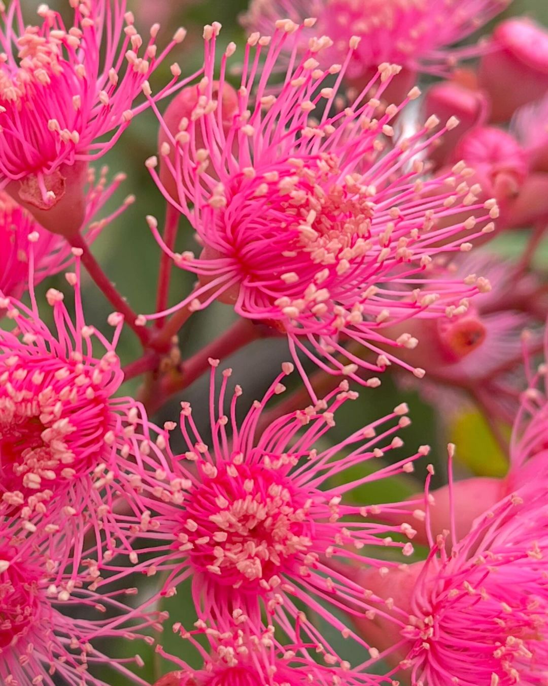 A close-up view of a pink Eucalyptus flower, showcasing numerous delicate stamens radiating from its center.
