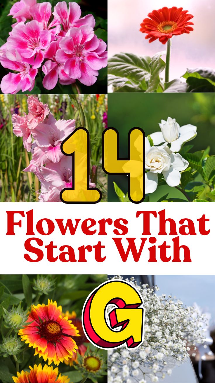Flowers That Start With G