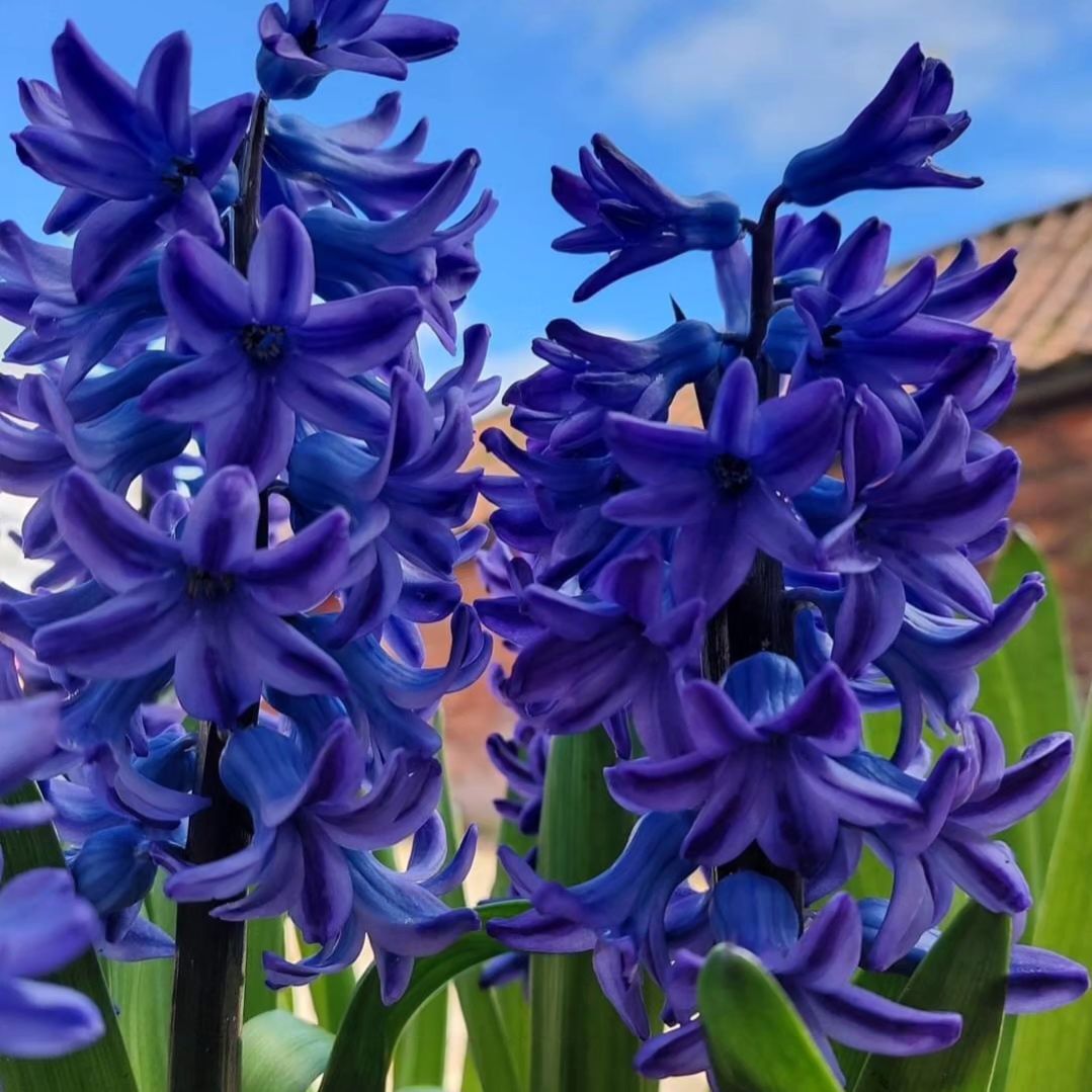 Hyacinths are fragrant spring-blooming bulbs known for their dense clusters of star