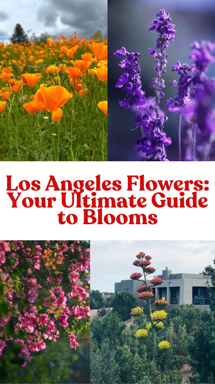 Los Angeles Flowers: Your Ultimate Guide to Blooms
