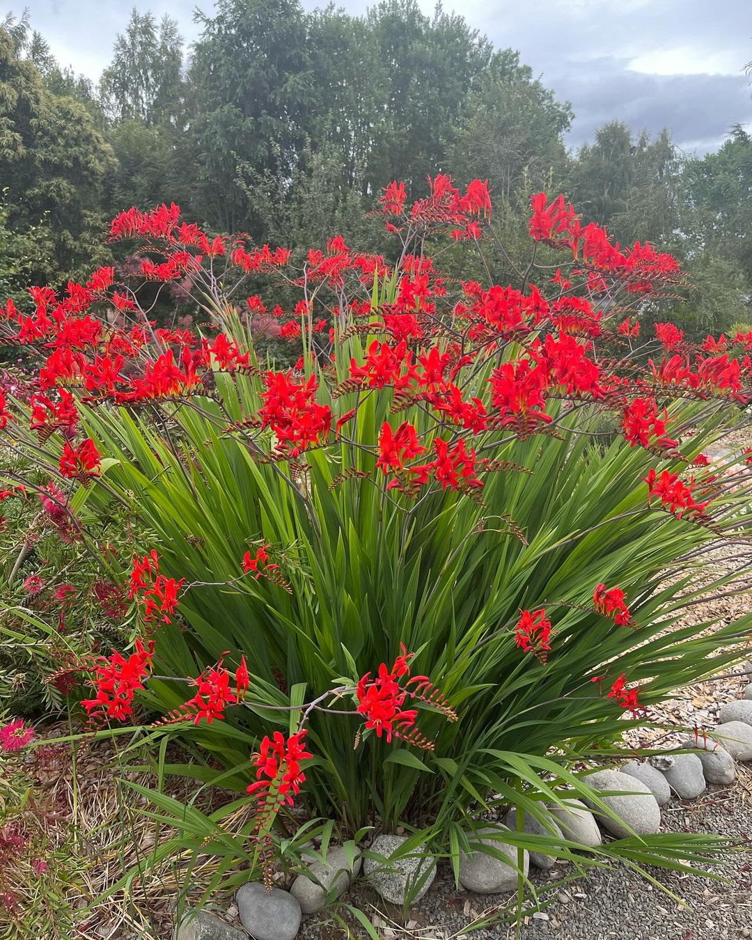 A bush adorned with numerous blue flowers, showcasing the vibrant blooms of Amsonia Blue Star.