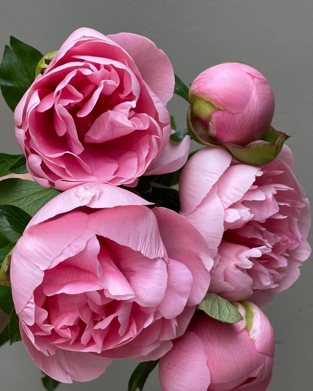 Peonies are lush, fragrant perennials known for their large, showy blooms in various colors, including pink, white, and red, symbolizing romance and prosperity and thriving in well-drained soil with plenty of sunlight.
