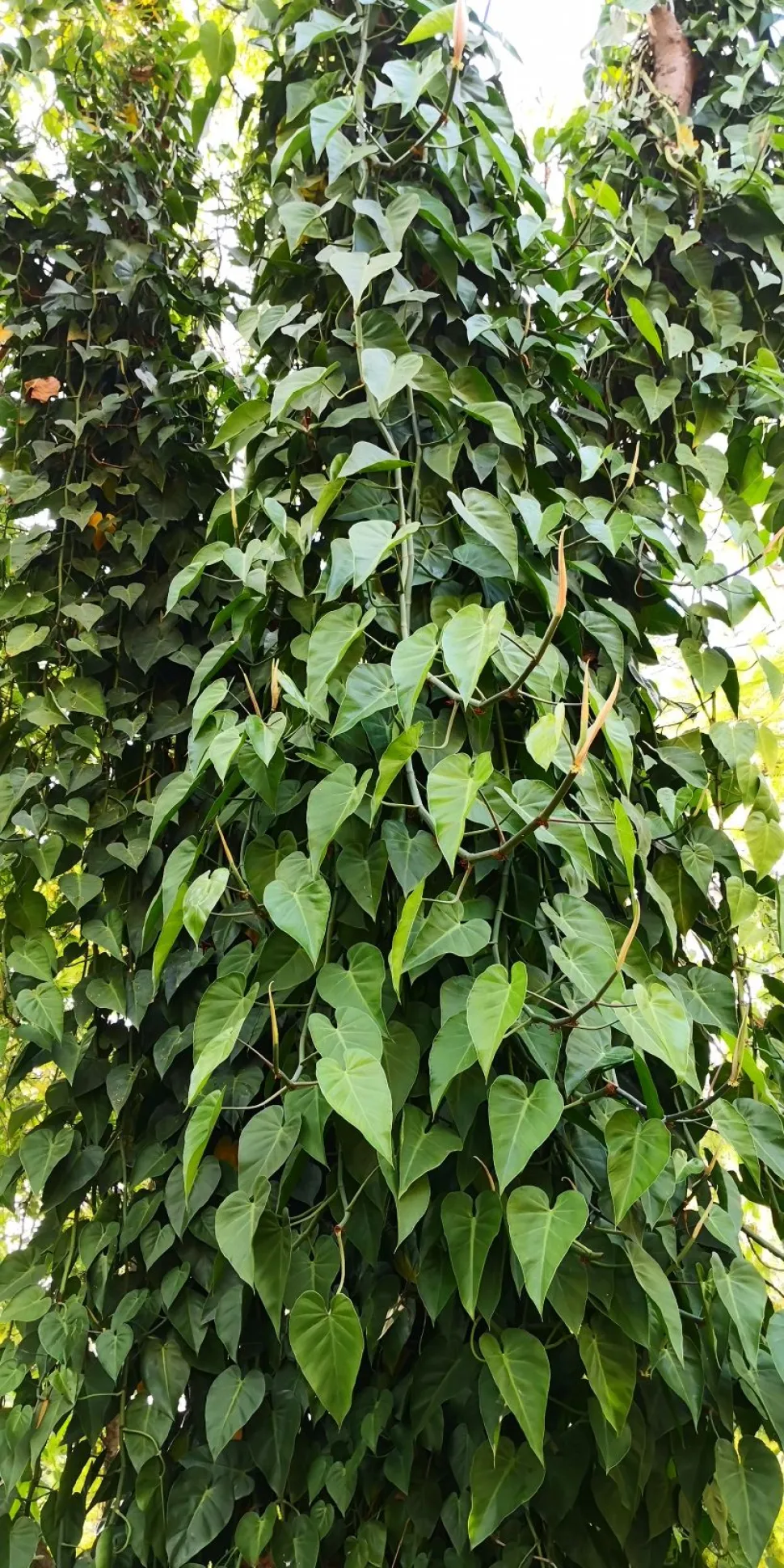 Philodendron hederaceum Climbing Philodendrons