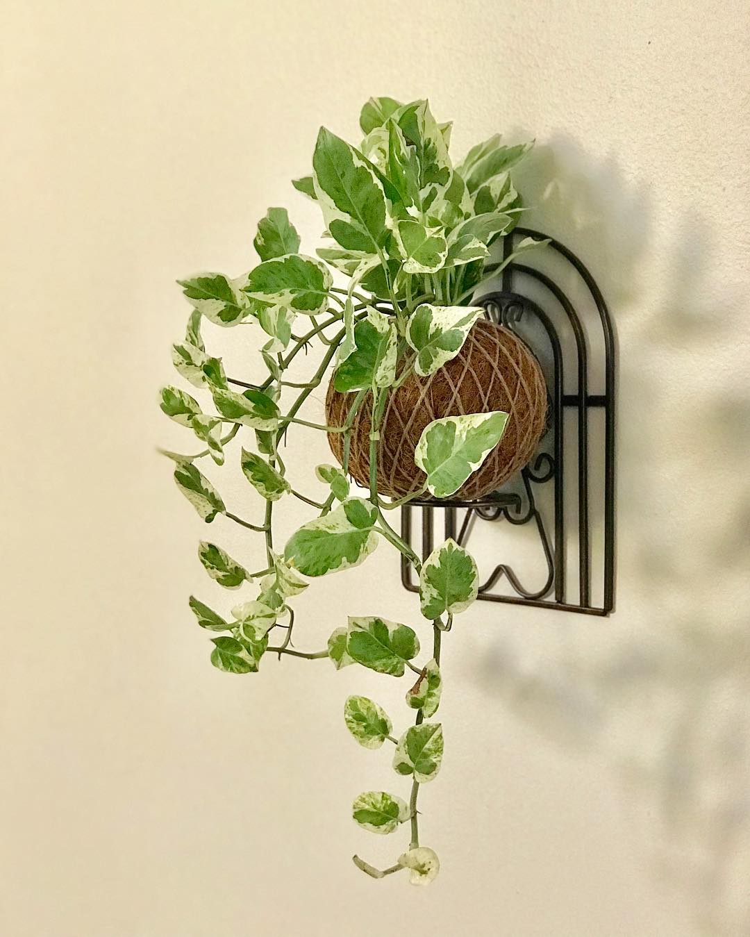 A pothos plant elegantly drapes from a metal-framed wall planter, showcasing vibrant green leaves against a modern backdrop.
