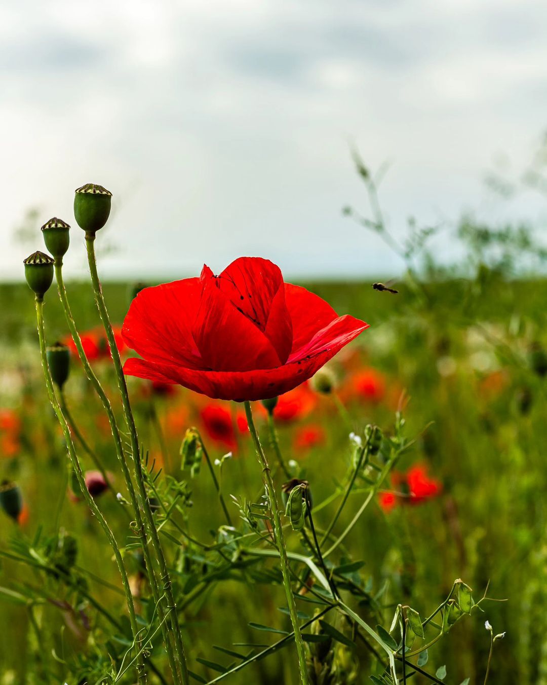 Poppies are delicate, vibrant flowers often symbolizing remembrance, beauty, and peace, with striking red, orange, or yellow petals.
