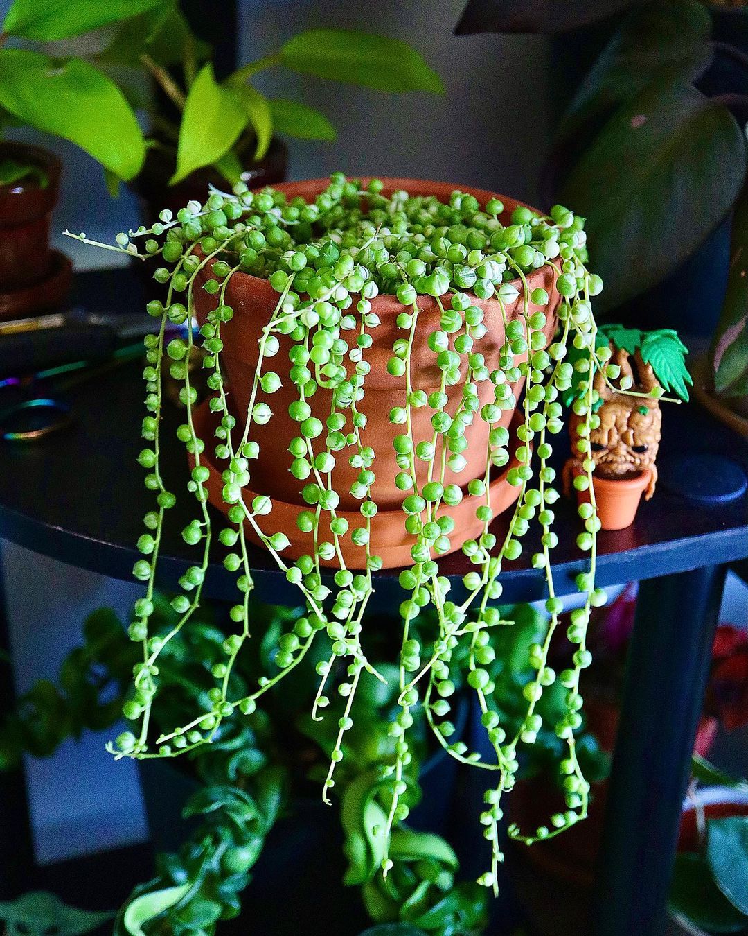 Senecio rowleyanus, commonly known as string of pearls, is a succulent plant characterized by its trailing stems adorned with spherical leaves resembling pearls.