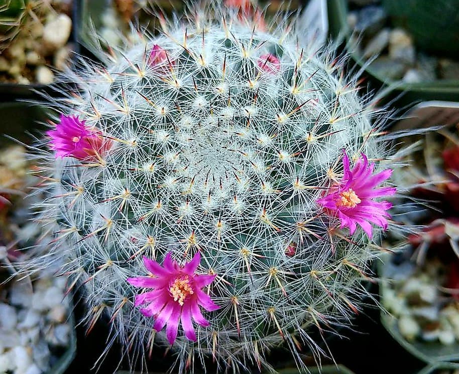 The Old Lady Cactus (Mammillaria hahniana) is a small, spherical cactus covered in white, hair-like spines with pink or purple flowers that bloom in a halo around its top, resembling a soft, fuzzy appearance.