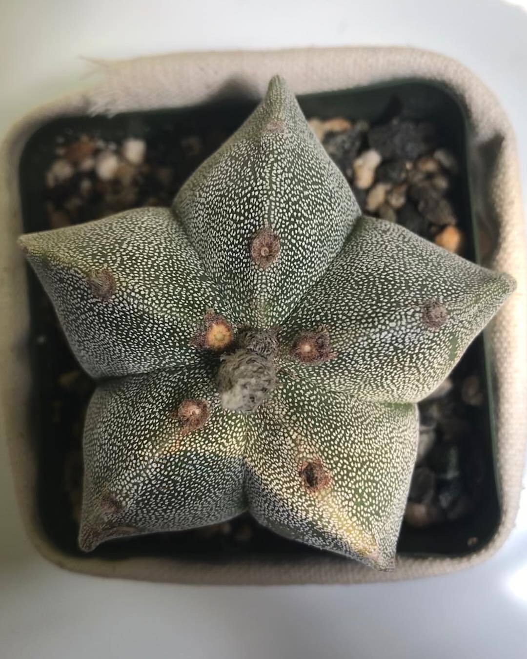 The Star Cactus (Astrophytum asterias) is a small, dome-shaped cactus with distinctive star-like ridges and white speckles on its green surface, often producing bright yellow flowers with orange centers.