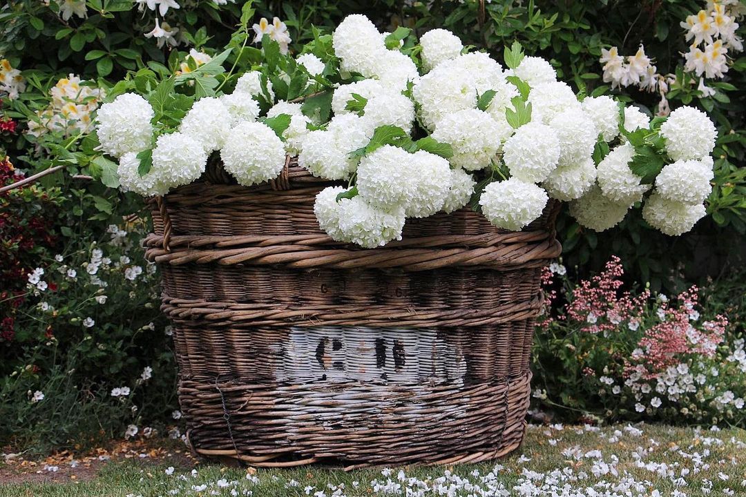 A basket overflowing with delicate white Viburnum flowers, showcasing their soft petals and lush greenery.