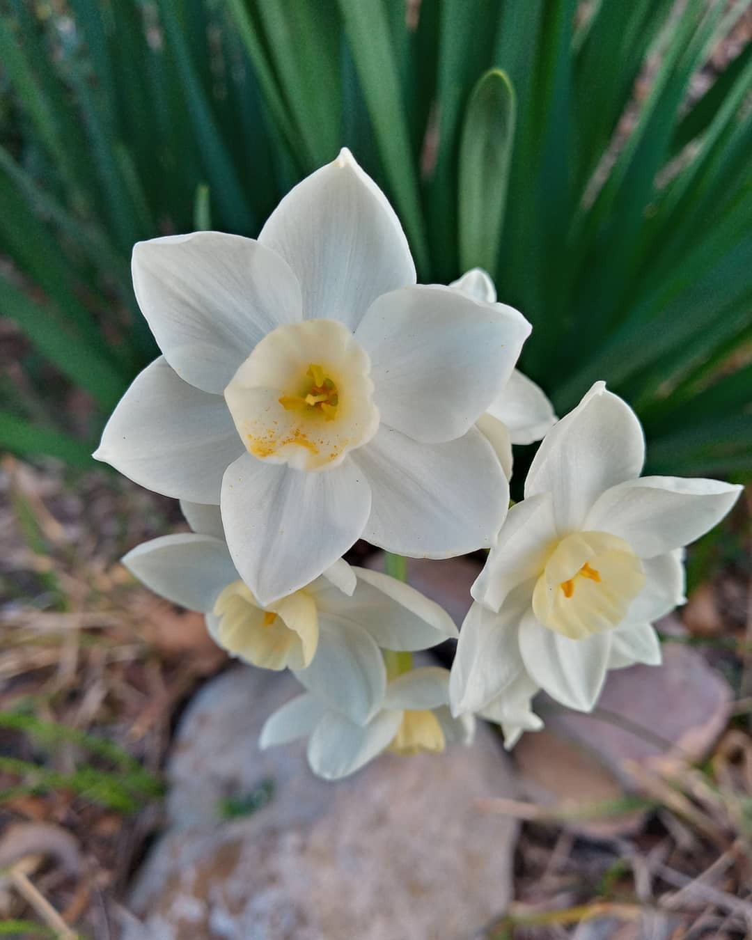White daffodils, also known as Narcissus, are elegant spring-blooming perennials with crisp white petals and a contrasting central trumpet, symbolizing renewal and new beginnings.