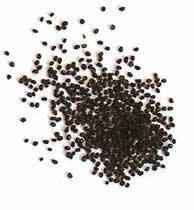 African violet seeds can be planted in a well-draining soil mix, kept warm and humid, and require indirect light for optimal germination.