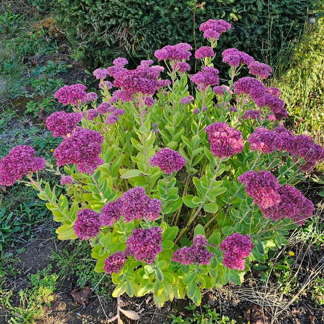 Sedum