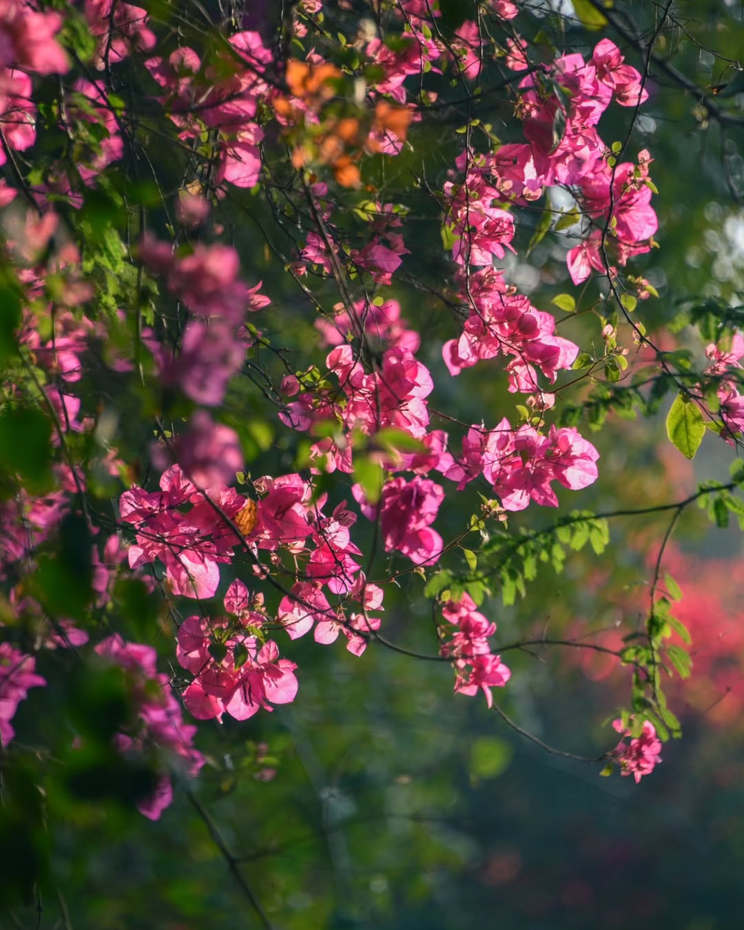#flowerphotography #flowerart #bougainvillea #bougainvilliersflowers #marchmadnes #jnubeauty #akhiiphotography