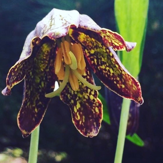 Chocolate Lily (Fritillaria biflora) is a unique perennial with nodding, dark brown flowers that resemble chocolate drops, adding an intriguing touch to woodland gardens and attracting various pollinators.
