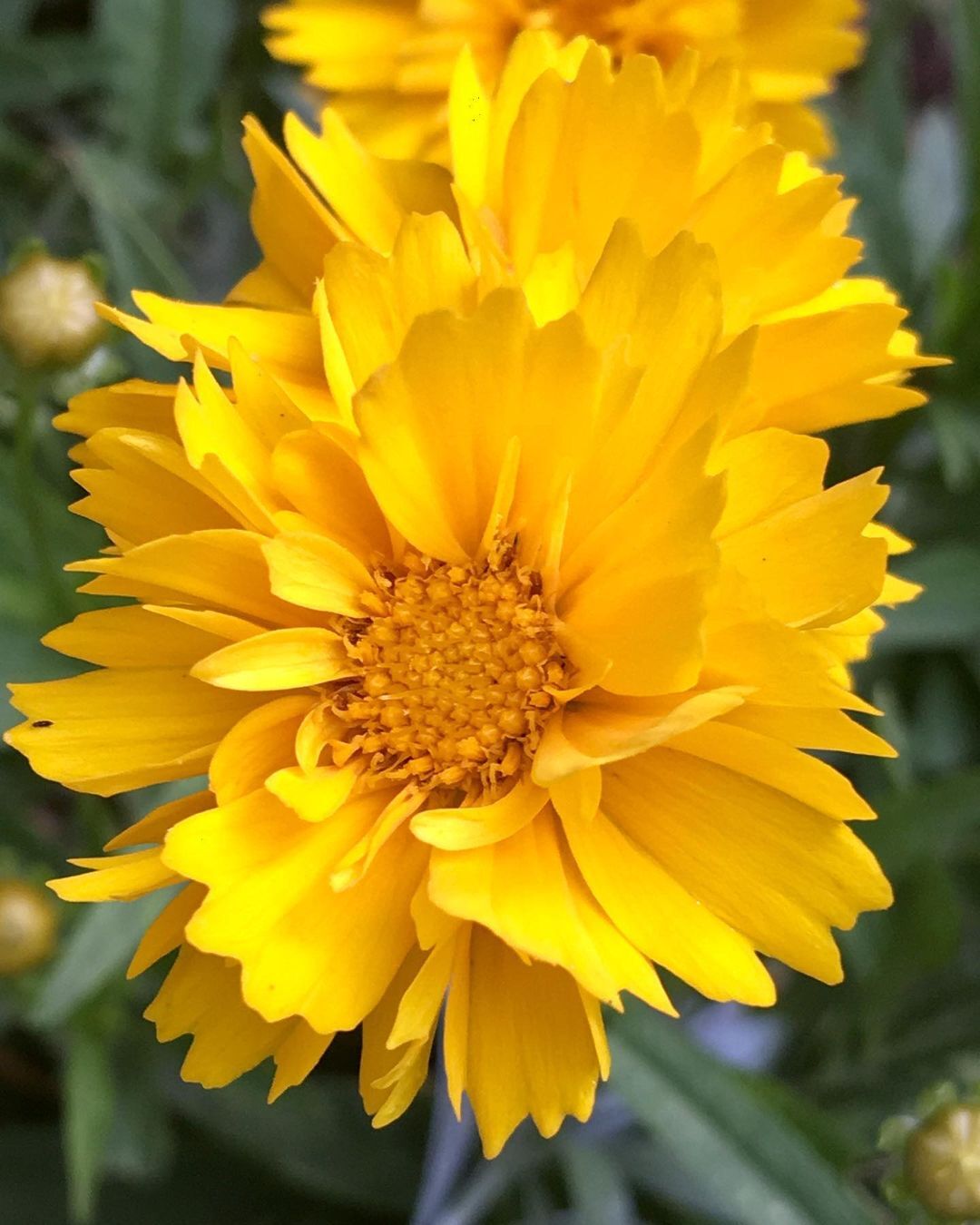 Gaillardia Mesa Yellow is a vibrant perennial known for its bright yellow, daisy-like flowers that bloom profusely throughout the summer, attracting pollinators and adding cheerful color to gardens.