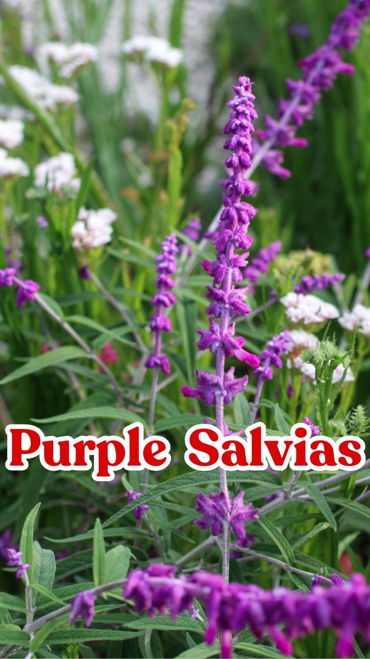 purple salvias