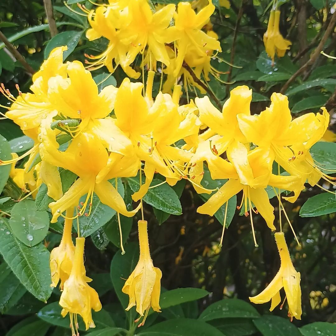 Yellow Azalea is a deciduous shrub known for its vibrant, fragrant yellow blooms that appear in late spring, adding beauty and a pop of color to gardens and attracting pollinators like butterflies.
