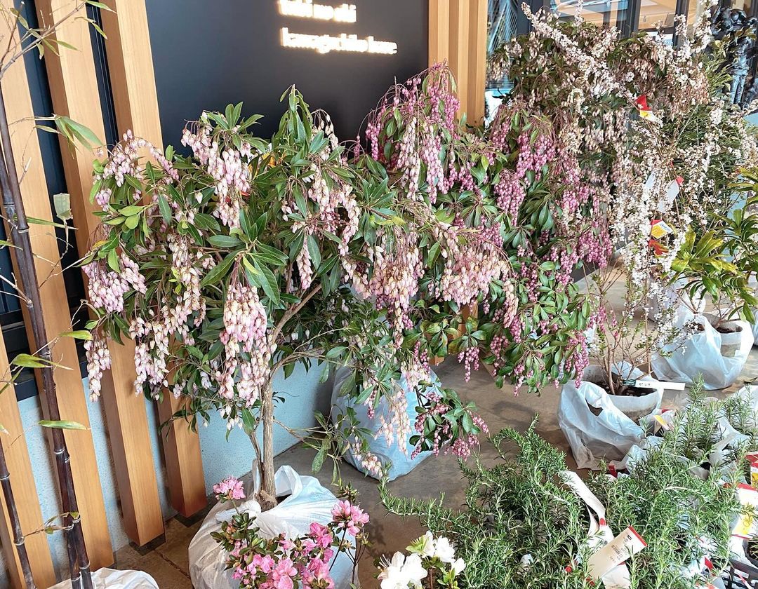 Japanese Pieris (Pieris japonica) is an evergreen shrub known for its cascading clusters of white to pink flowers, glossy green leaves, and vibrant red foliage in the spring.