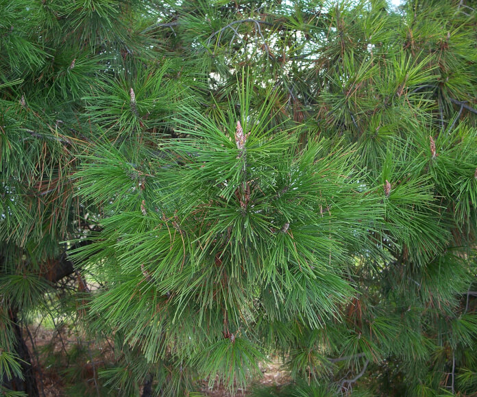 Monterey Pine (Pinus radiata)