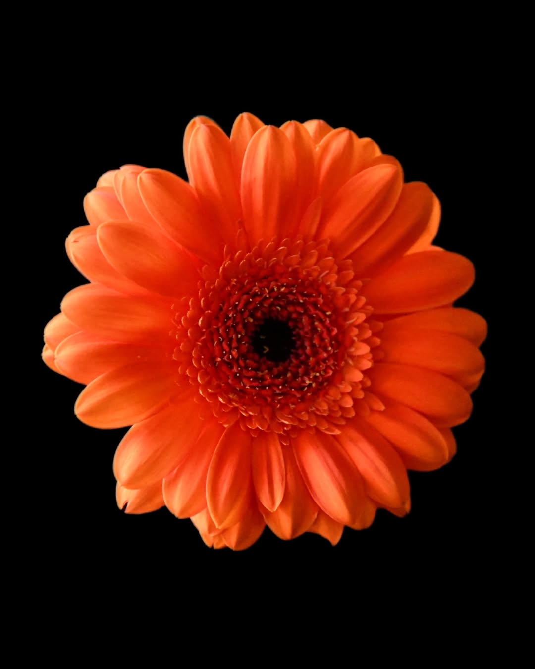 12. Gerbera Daisy (Gerbera jamesonii)