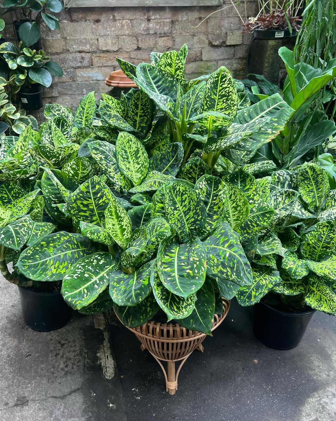 16. Dieffenbachia