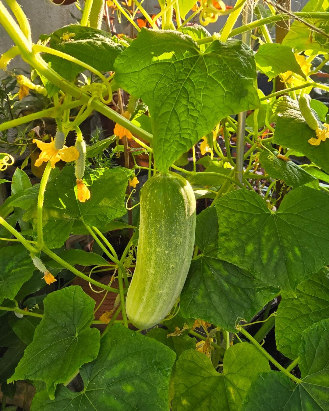 Cucumbers are warm-season, vining plants that grow best in full sun and well-drained soil, producing refreshing, crisp fruits commonly used in salads and pickling.