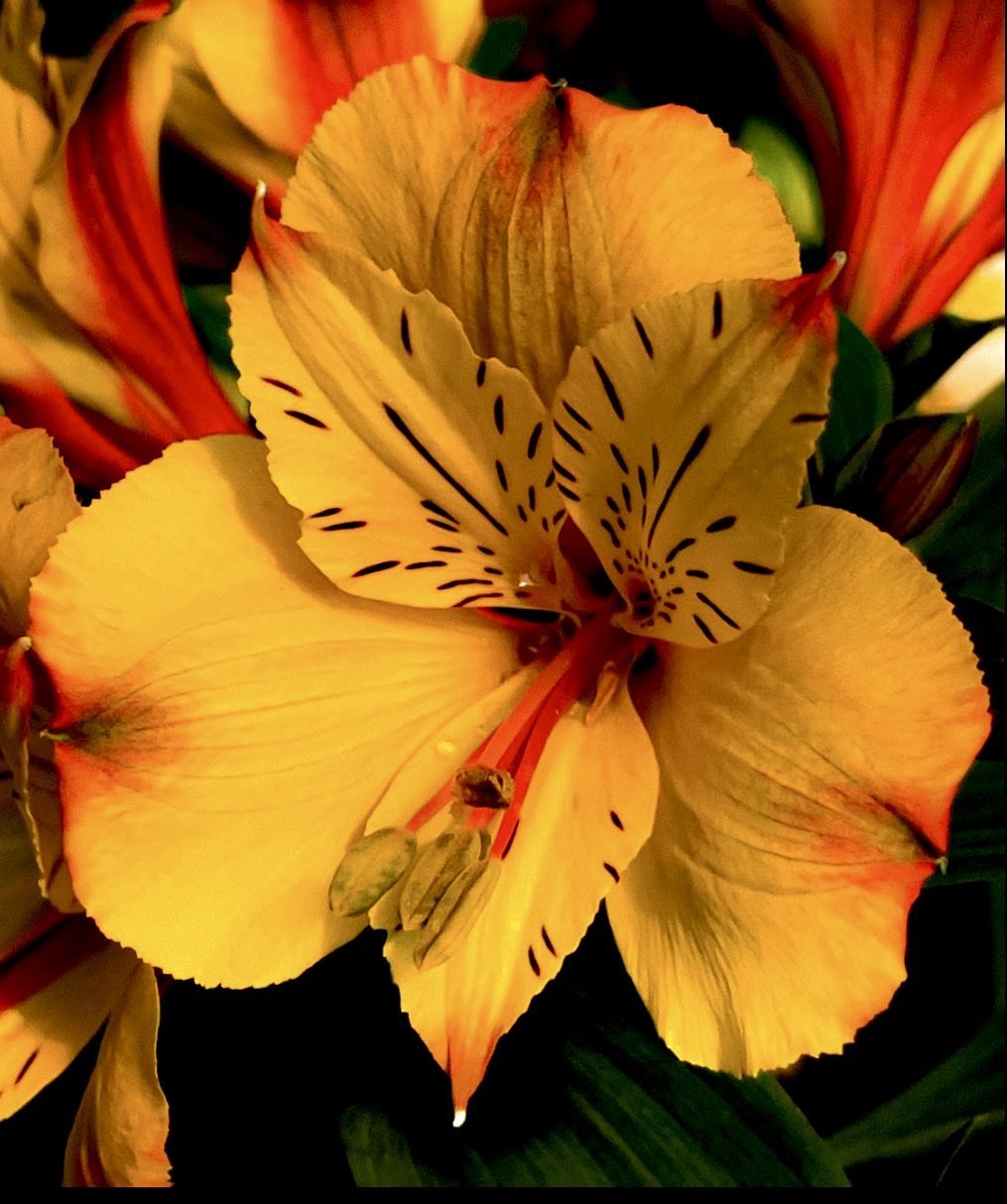 Alstroemeria
