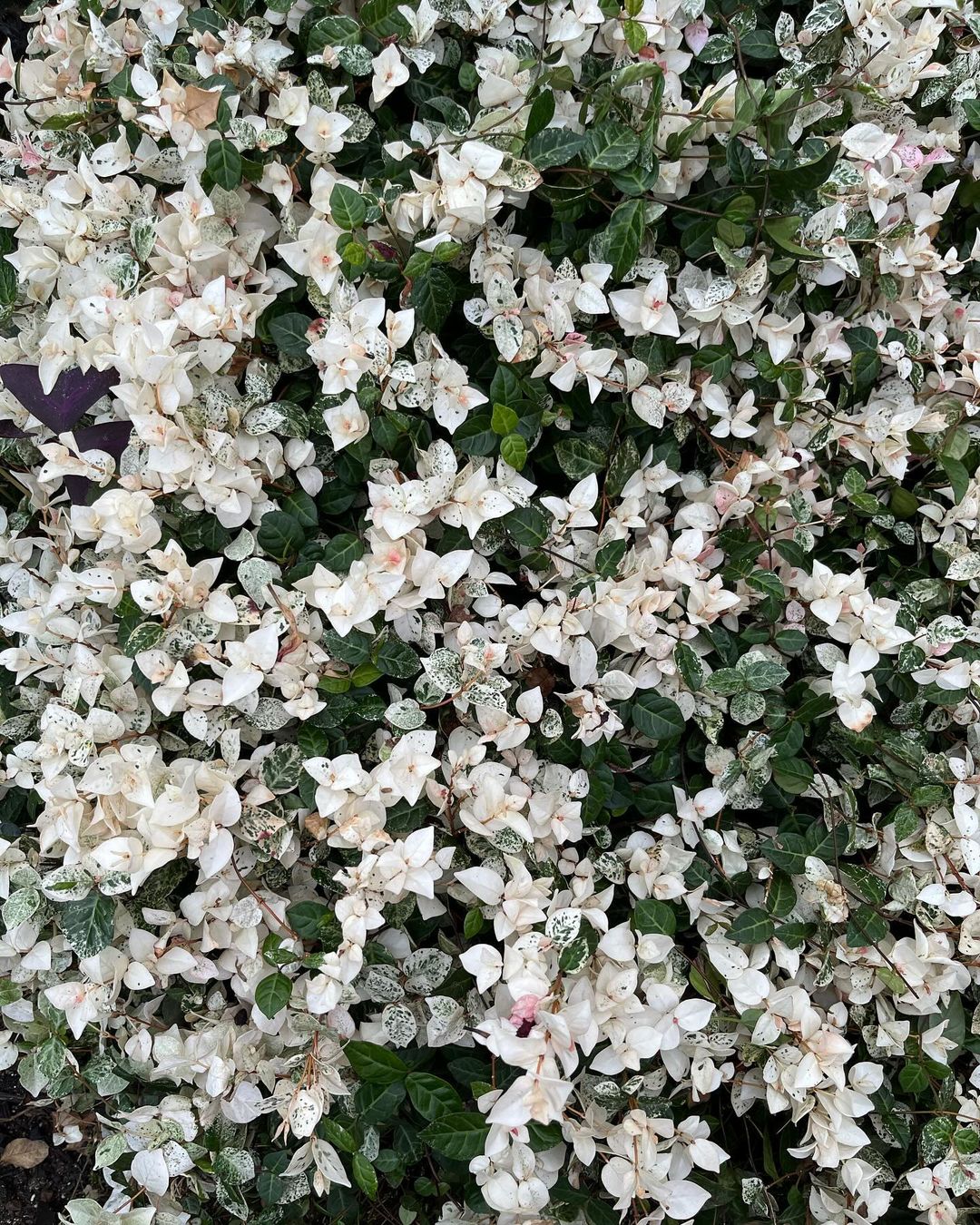Asiatic Jasmine