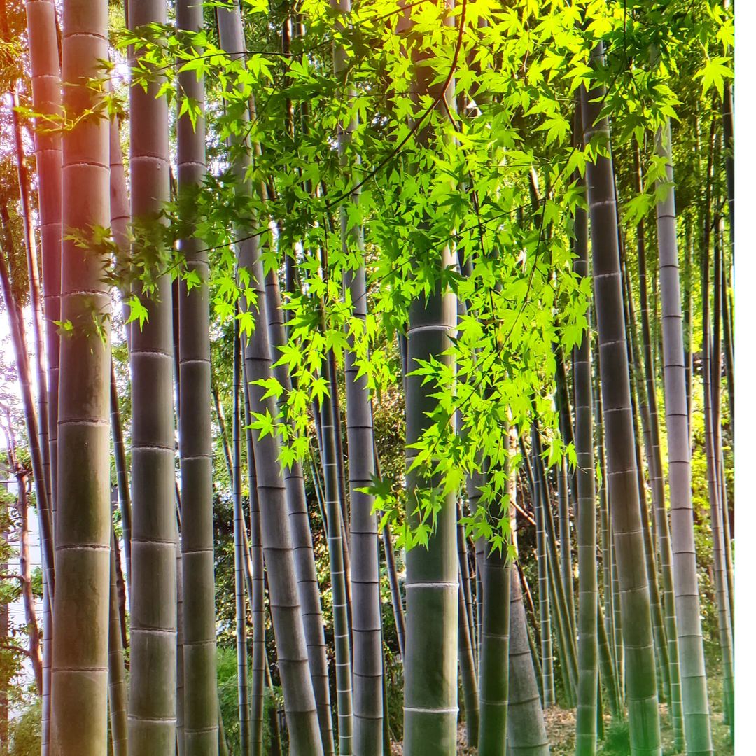 Bamboo (Various species)