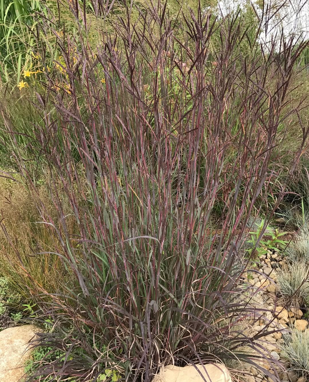 Big Bluestem (Andropogon gerardii)