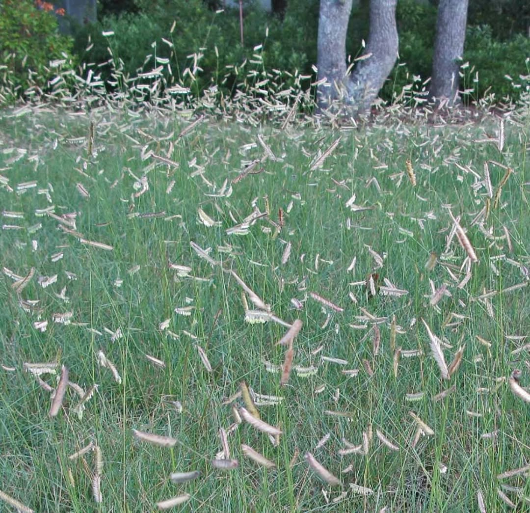 Blue Grama (Bouteloua gracilis)