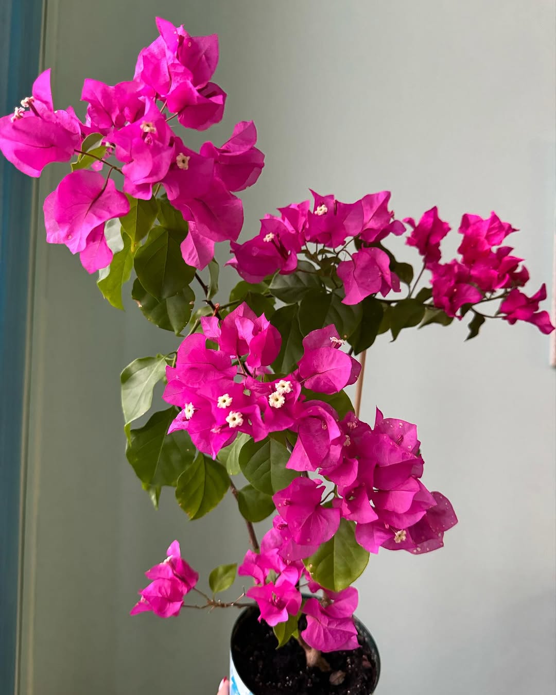 Bougainvillea Mediterranean Magic