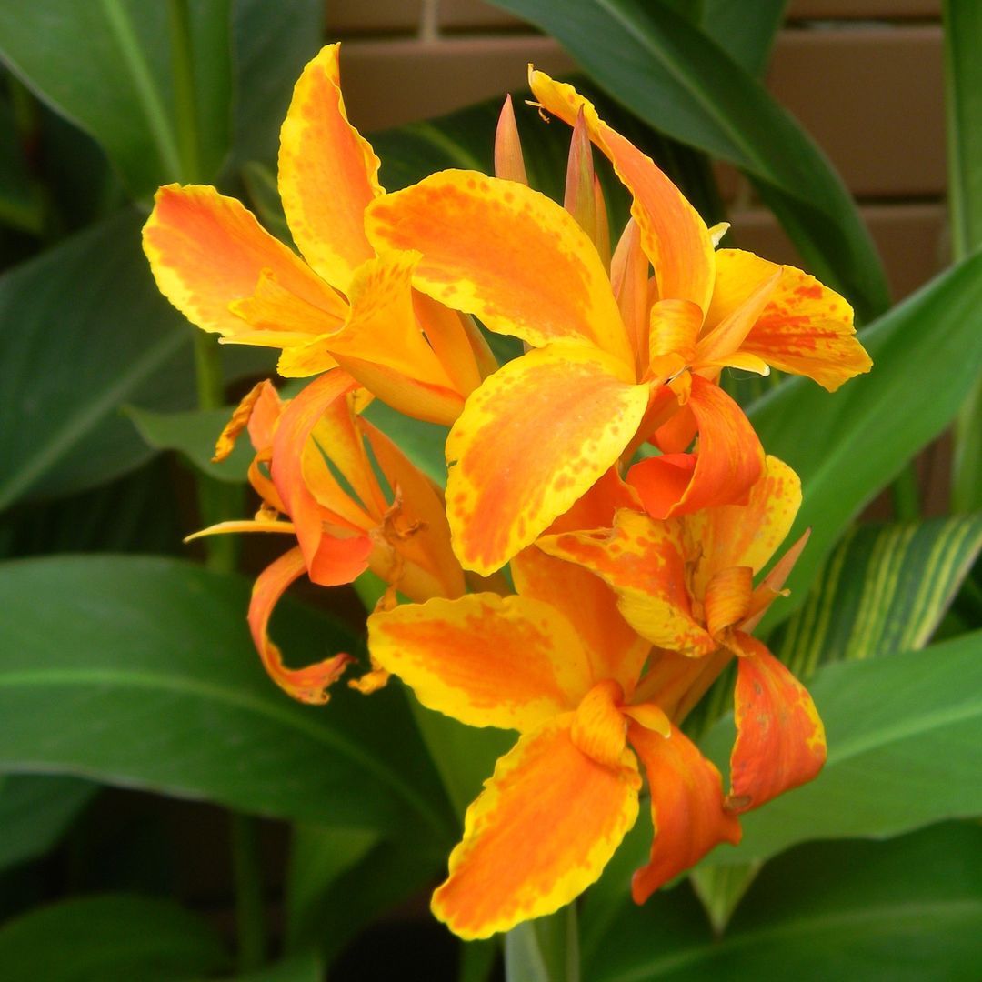 Canna Lily