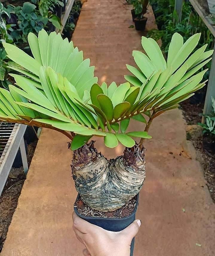 Cardboard palm (Zamia furfuracea)