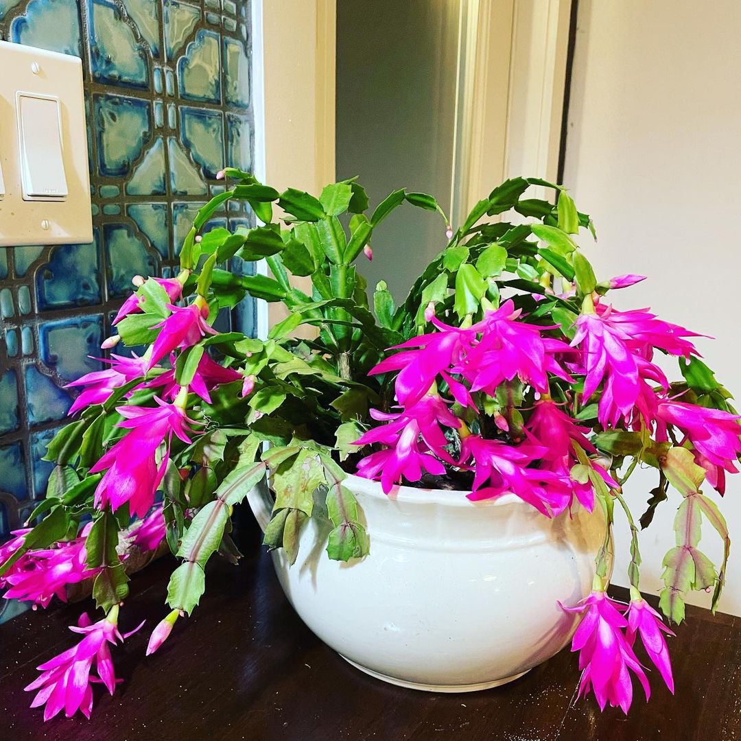 A vibrant Christmas cactus in a white ceramic pot, showcasing its beautiful green leaves and colorful blooms.