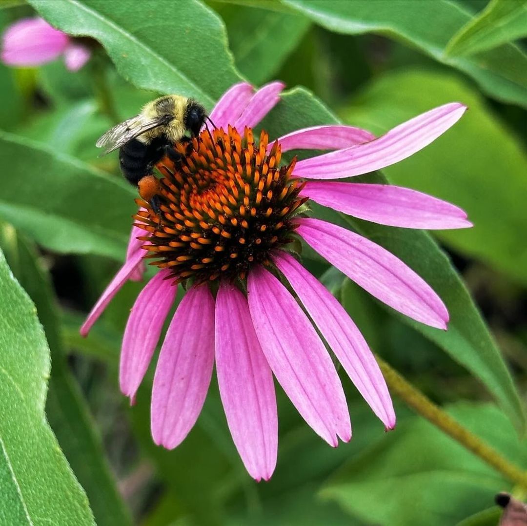 Pinwheel Coneflower (*Echinacea purpurea