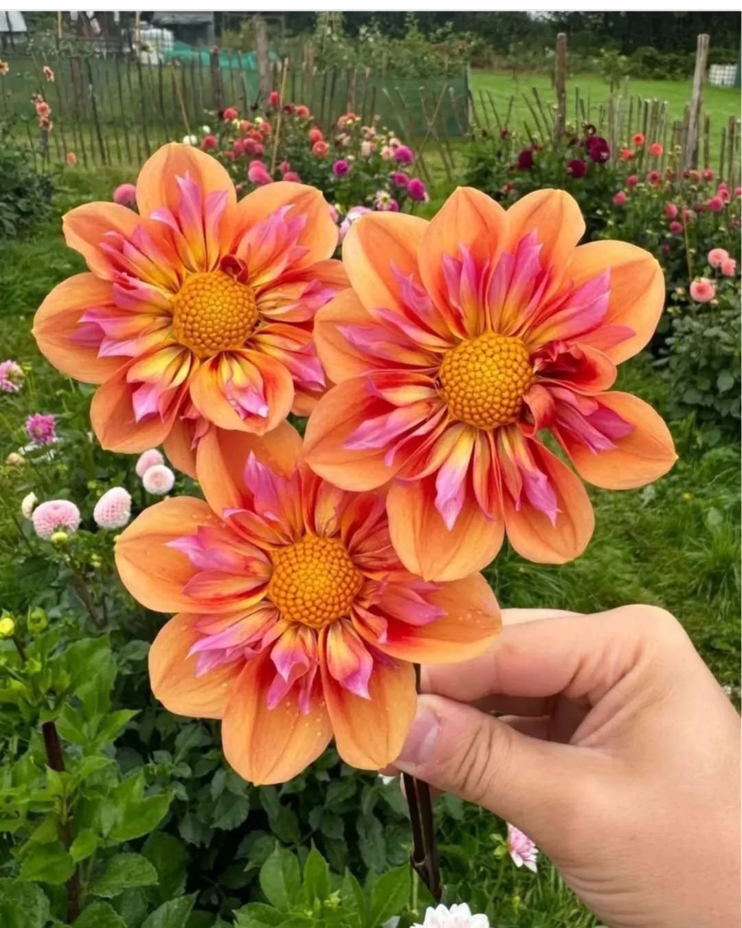 Dahlia