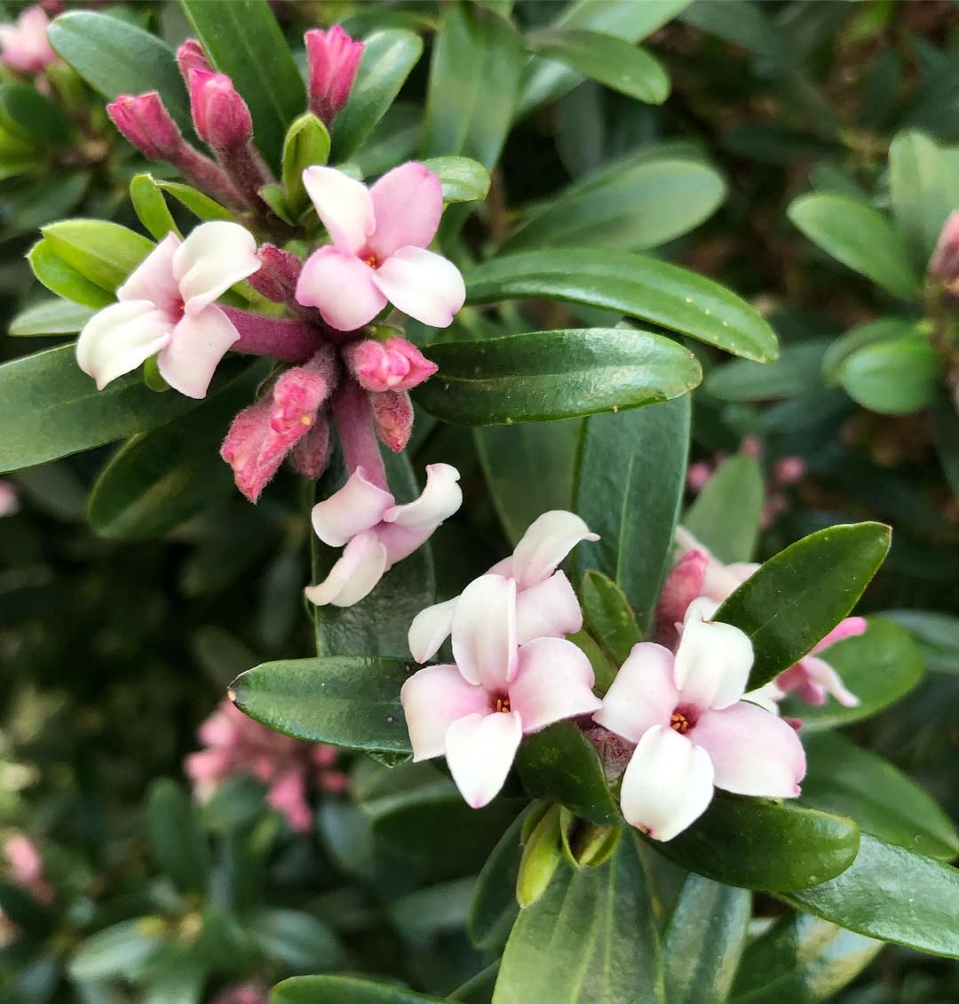 Daphne Sweetly Scented Charm
