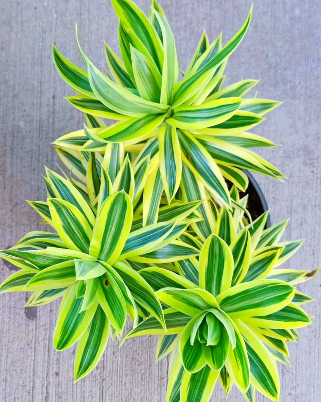 Dracaena Reflexa Song of India #dracaena #dracaenareflexa #dracaenalovers #dracaenalove #dracaenareflexasongofindia #plantporn #plantlovers