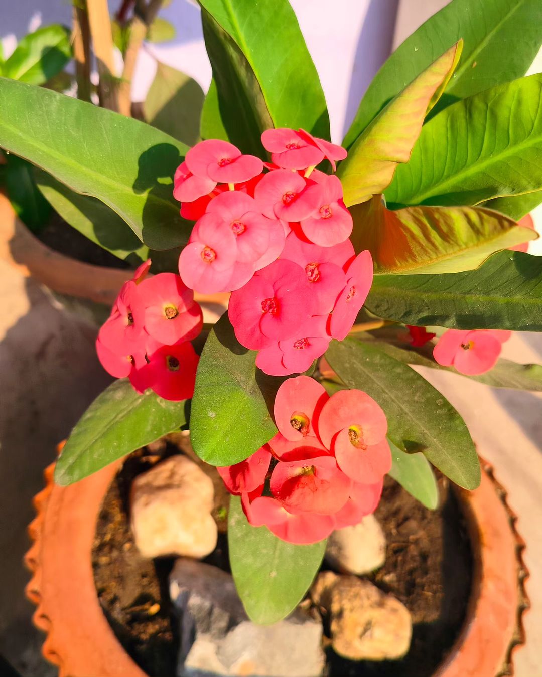 Crown of Thorns (Euphorbia milii) is a hardy, thorny succulent with bright red or pink flowers, known for its resilience and ability to bloom year-round in sunny conditions.