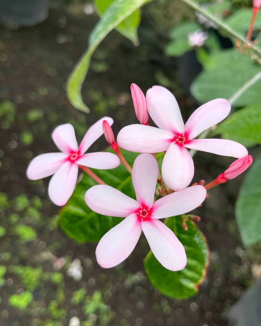 Gardenia Velvety and Fragrant