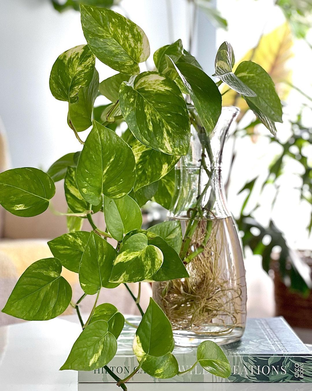 a plant in a glass vase Pothos