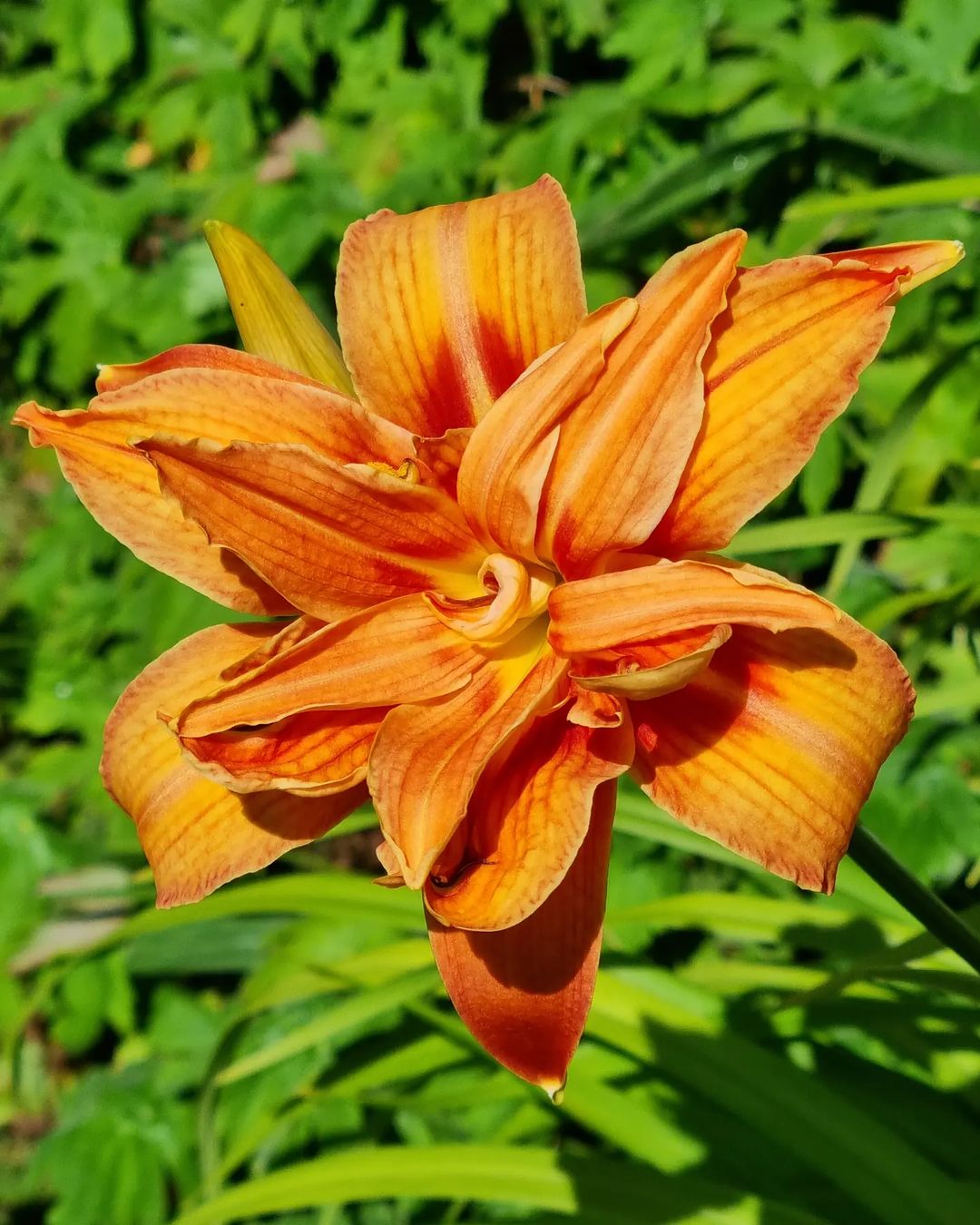 Hemerocallis