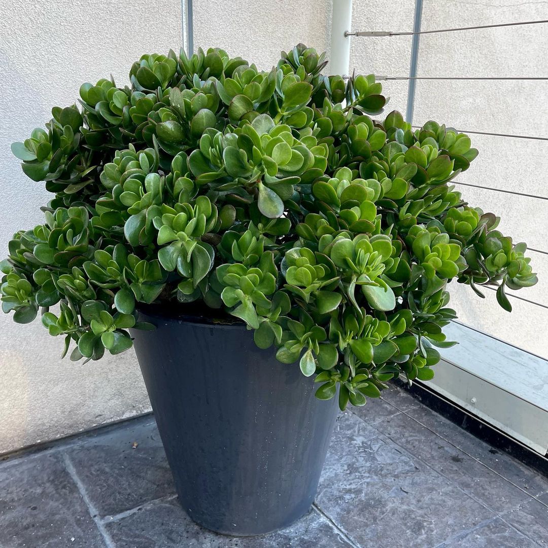 A jade plant with vibrant green leaves displayed in a pot on a sunny patio, enhancing the outdoor ambiance.
