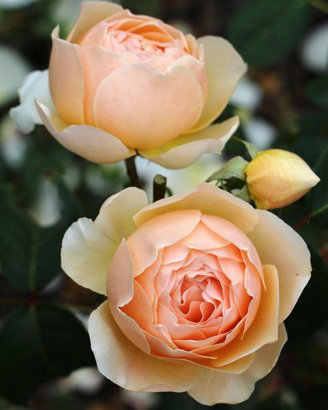 Jude the Obscure rose