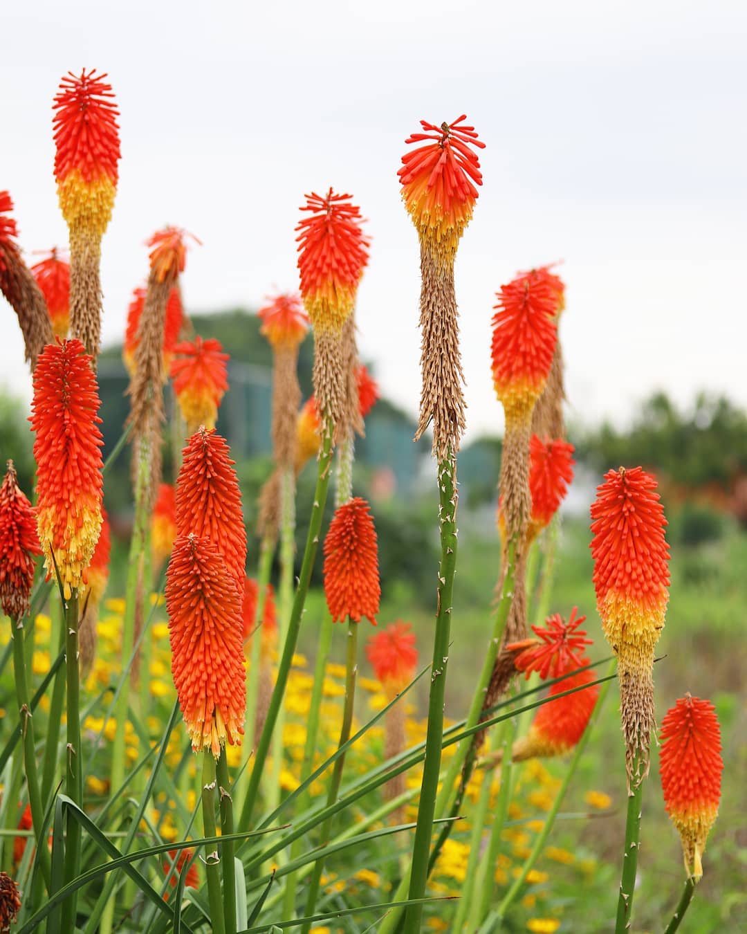 Kniphofia
